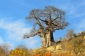 Large baobab tree, Kruger National Park, South Africa Royalty Free Stock Photo