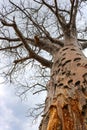 Large baobab tree in lower zambezi national park in zambia