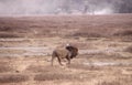 Large Barbary lion walking toward an antelope in the field