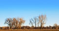 Large Bare Cottonwood Trees and Horizon