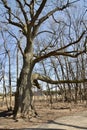 Large bare oak tree along Hickling Recreational Trail