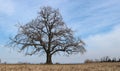 Large bare oak tree, Quercus robur is the scientific name, alone in a winter countryside scenery