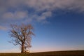 A large bare oak tree stands against a blue sky on the horizon in winter in the morning when the sun has risen. There is a small Royalty Free Stock Photo