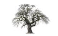 Large bare oak tree with twisted branches on white background Royalty Free Stock Photo