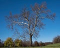 Large Bare Sycamore Tree in Early Winter