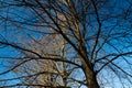 Large bare tree on blue sky background