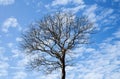 Large bare tree on blue sky