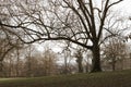 Large bare tree with long branches Royalty Free Stock Photo