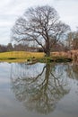 LARGE BARE TREE REFLECTED IN POND OF WATER DURING WINTER