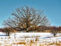 Large Bare Tree in a Winter Landscape