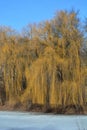 A large bare weeping willow tree with long yellow branches over the ice, water surface on the river bank in spring Royalty Free Stock Photo