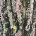 Large bark of a large tree covered by green moss. Natural background.