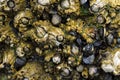 Large Barnacles and Black Mussel Shells