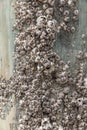 Large barnacles on a pier