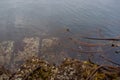 Large barnacles and seaweed cover the quarried blocks of the breakwater at low tide in the evening