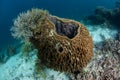 Large Barrel Sponge in Indonesia Royalty Free Stock Photo