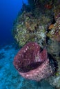 A large Barrel Sponge underwater