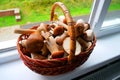 A large basket of mushrooms collected in the autumn forest.