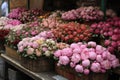 large baskets with peonies of different colors on the counter of a flower shop