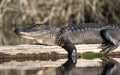 Large basking American Alligator on a log at the Big Water canoe shelter; Okefenokee Swamp National Wildlife Refuge, Georgia USA Royalty Free Stock Photo