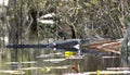 Large basking American Alligator on a log at the Big Water Lake; Okefenokee Swamp National Wildlife Refuge, Georgia USA Royalty Free Stock Photo