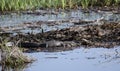 Large basking American Alligator