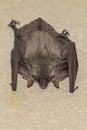 A large bat attached to a wall with its head downwards Royalty Free Stock Photo