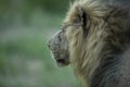 Large battle scarred male lion