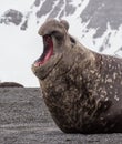 Large battled elephant seal screams his dominance