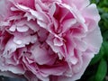 Water Beads on Peony Petals