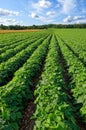 Large Bean Field