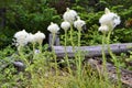 Large bear grass plants growing along hiking trail at Waterton Lakes National Park Royalty Free Stock Photo