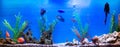 Large beautiful aquarium with colorful fish, background, swimming Royalty Free Stock Photo