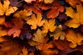Large beautiful autumn leaves lie on the ground. Autumn leaves pattern