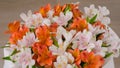 Large beautiful bouquet of orange and white alstroemeria flowers: close up Royalty Free Stock Photo