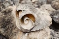 Large beautiful broken cracked antique old ocean seashell shell on rocks stones