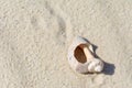Large beautiful broken cracked antique old ocean seashell shell on the sea sand.