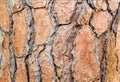 Large beautiful brown pine bark. Close-up. Texture Royalty Free Stock Photo