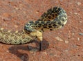 Large and Beautiful Bullsnake Royalty Free Stock Photo