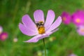 A large beautiful bumblebee on a flower with purple petals collects nectar