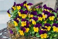 A large beautiful bush of violets viola tricolor in a decorative basket on a metal table with a beautiful pattern. Floriculture Royalty Free Stock Photo