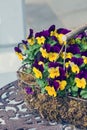 A large beautiful bush of violets viola tricolor in a decorative basket on a metal table with a beautiful pattern. Floriculture Royalty Free Stock Photo