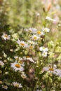 Large beautiful bush of white chamomile in summer, many white flowers. Background. Royalty Free Stock Photo