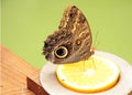 A very large, beautiful tropical butterfly with elements of black and white circles. Tropical butterfly in the garden. Royalty Free Stock Photo