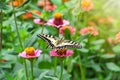 A large beautiful butterfly sits on a pink ZÃÂ­nnia flower Royalty Free Stock Photo