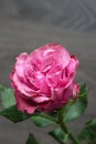 Large beautiful delicate pink homemade rose. Declaration of love. A romantic gift for your beloved Royalty Free Stock Photo