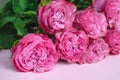 Large beautiful delicate pink homemade roses on a pink background. Declaration of love. A romantic gift for your beloved Royalty Free Stock Photo