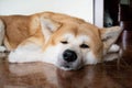 A large beautiful dog of the Akina Inu breed lies relaxed on the floor and squints at the camera Royalty Free Stock Photo