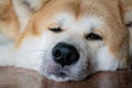 A large beautiful dog of the Akina Inu breed lies relaxed on the floor and squints at the camera Royalty Free Stock Photo