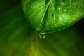 A large  beautiful drop of clear water on a green macro sheet. Dew drops in the morning glow in the sun. Royalty Free Stock Photo